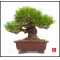 LOT  50+30 graines de pinus Thunberg + Pentaphylla