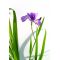 iris gracilipes Bleu