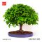 Zelkova serrata bonsai ref: 260501018