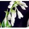 Hosta Abiqua Drinking Gourd