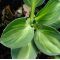 Hosta Holy mouse ears