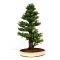 cryptomeria japonica bonsai ref: 14020147