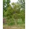 Graines d'Acer Amoenum Yugure