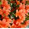 VENDU rhododendron hikorin  ref :180601410