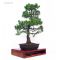pinus pentaphylla bonsai ref: 20120135