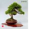 Mini bonsai technical handbooks set of 6