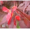 Acer palmatum 'trompenburg'