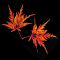 Acer palmatum 'SEIRYU' en godet