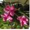 rhodohypoxis 'Paula' 1.4 litre pot