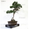 juniperus chinensis itoigawa bonsai ref 01080151