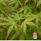 PALMATUM set of 10 trees