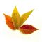 EPUISEZelkova orme sibérie lot 10 plantes racines