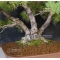 Pinus pentaphylla bonsai ref: 10040156