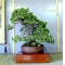 PINUS PENTAPHYLLA bonsai ref: 13040151