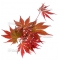 Graines d'Acer palmatum azuma murasaki