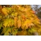 Graines d'Acer amoenum rufescens