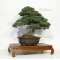 juniperus chinensis ref 26060173