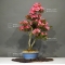 VENDU rhododendron chinzan ref : 23060175