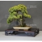 VENDU juniperus chinensis doré ref 23060173
