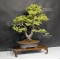 vendu Pinus pentaphylla du Japon ref :10070171