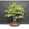 Pinus pentaphylla du Japon ref :10070173