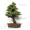 VENDU Pinus pentaphylla du Japon ref : 03070172