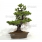 VENDU Pinus pentaphylla du Japon ref : 03070173