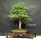 Pinus pentaphylla du Japon ref : 24070171