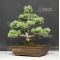 VENDU Pinus pentaphylla ref: 070801712