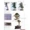 Bonsai focus magazine 91