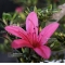 rhododendron chinzan ref : 210601619