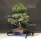 vendu Pinus pentaphylla du Japon ref :16080175