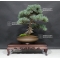 Pinus pentaphylla du Japon ref : 14080171