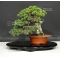 VENDU juniperus chinensis itoigawa ref : 25080172
