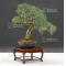 Juniperus chinensis ref:28080171