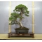 VENDU juniperus chinensis ref: 9090173