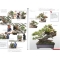 BONSAI FOCUS N° 95