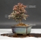 VENDU cotoneaster m. variegata ref : 21110174
