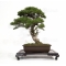 juniperus chinensis var itoigawa 28020184