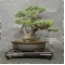 Pinus pentaphylla 7050181