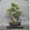 VENDU Pinus pentaphylla 7050182