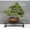 VENDU Juniperus chinensis itoigawa 25040185