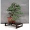 Pinus pentaphylla 11050181