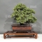 Juniperus rigida 11050184