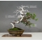 Juniperus chinensis itoigawa 18050182