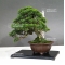 VENDU Juniperus chinensis itoigawa 16050183