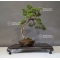 Juniperus chinensis  25050183