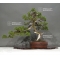 VENDU Juniperus chinensis  28050182
