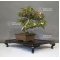 rhododendron laeteritium kegon 28050186