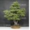 VENDU Pinus pentaphylla 18060181